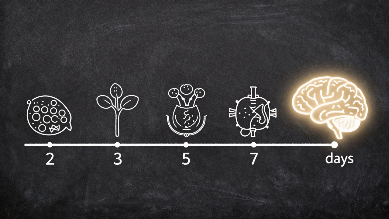 Chalkboard timeline showing spaced review intervals leading to a brain icon.